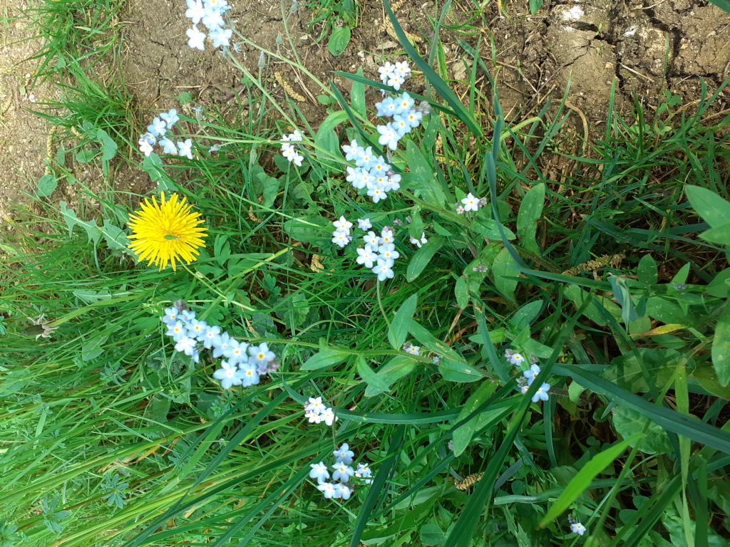 Fiore azzurro: Myosotis sp.